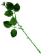 Floral Stems for Chocolate Roses