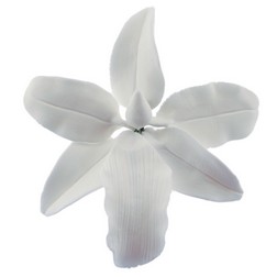 White Vuylstekeara Orchid Gum Paste Flower